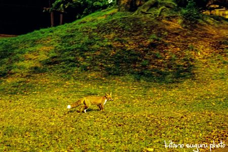 2025苗場スキー場ランタン祭り　Ⅱ
