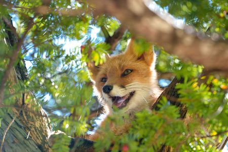 キタキツネ牧場
