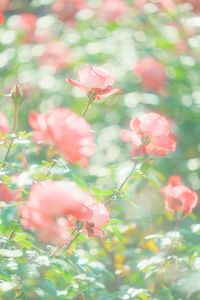 優しい光の中にて