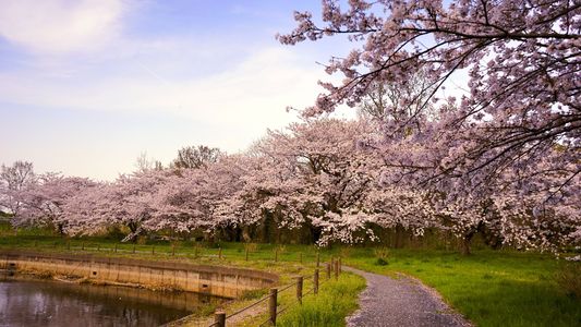 春爛漫