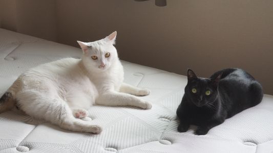 白黒（猫）