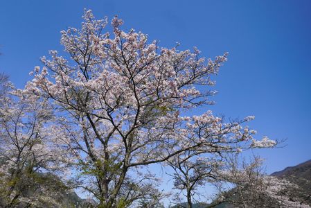 山の中の桜