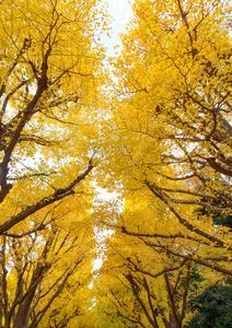 外苑・銀杏並木