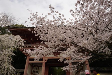 醍醐寺〜桜