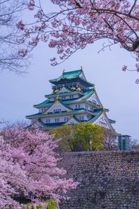 桜の西の丸　大阪城1