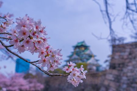 桜の西の丸　大阪城2