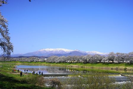満開の一目千本桜と蔵王山