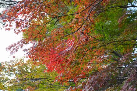 輪王寺の紅葉　その１