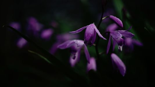 雨に濡れる紫蘭