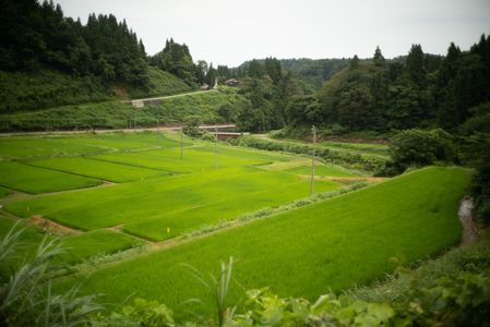 新潟の棚田