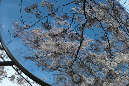 桜の季節が湧き出るミラー