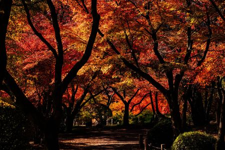 2025　秋（参) 府立植物園