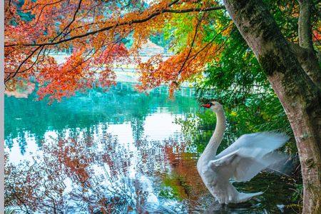 白鳥と紅葉
