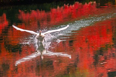 白丸くんの飛び出し
