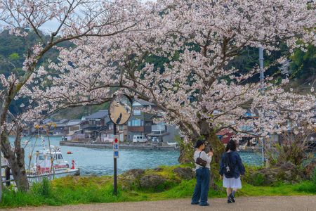 漁港に咲く満開桜