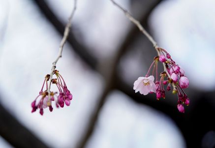 #フラワー2025#春の訪れ