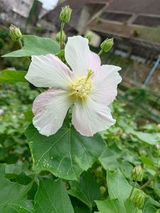 沖縄の秋の花２