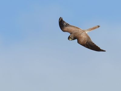 #チョウゲンボウ#