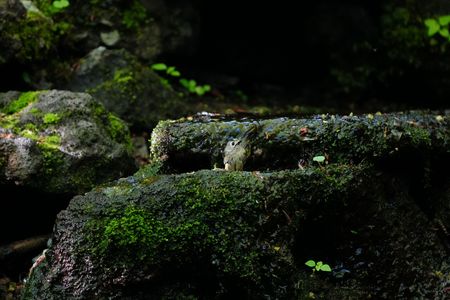 キクイタダキもやってきた