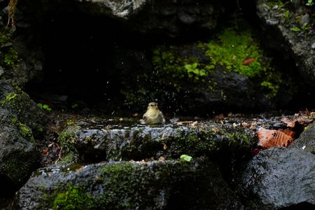 女子も水浴びだ～い好き