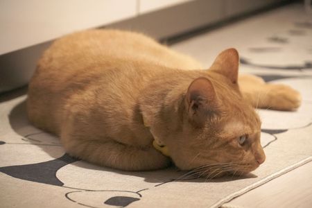 やる気なし。。。