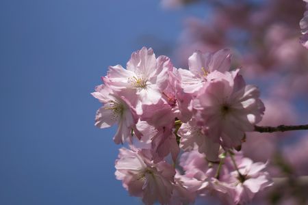 信州の八重桜