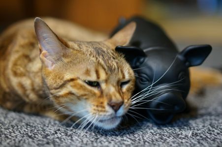 猫に小判？豚に真珠？猫に黒豚（笑）