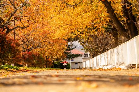 秋を両手に走ります