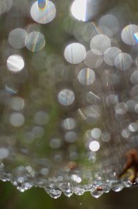 雨上がり