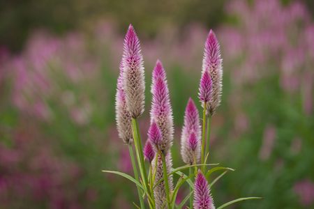 ケイトウがいっぱい