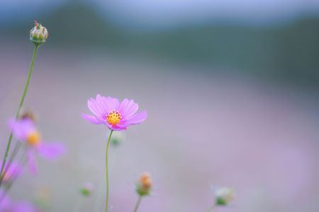 コスモス
