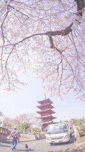 桜と池上本門寺