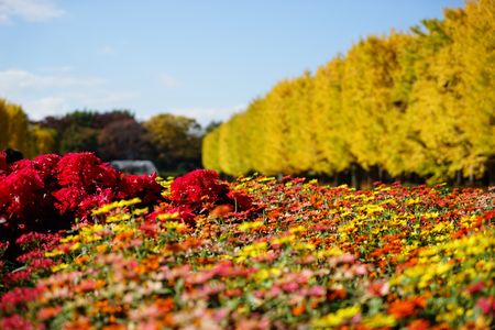 昭和記念公園　秋を楽しむ？