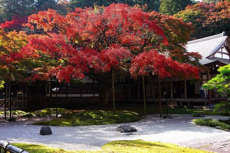 雷山千如寺の大かえで　樹齢４００年！