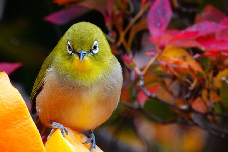 紅葉に染まる