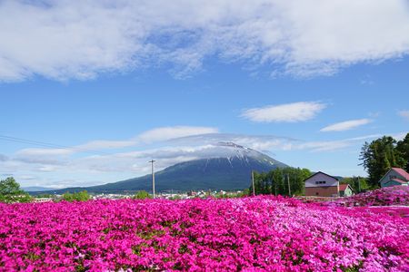 倶知安町いろいろ