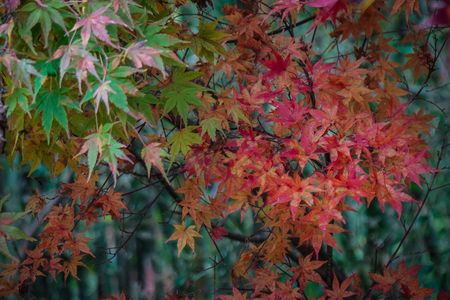 紅葉　ﾓﾐｼﾞ