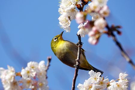 恒例・ご近所サクジロー