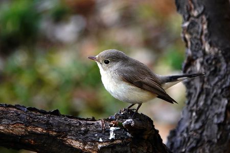 思ひ出のオジロちゃん