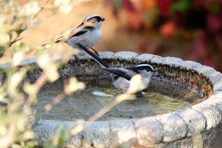 エナガちゃんの癒しの湯