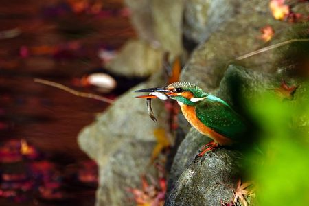 残り物に福あり。久し振りの翡翠色！