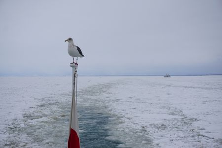 カモメと流氷