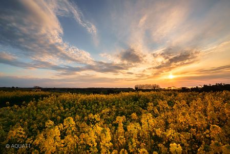 Yellow field shining in the setting sun