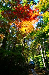 鎌倉の秋　寿福寺