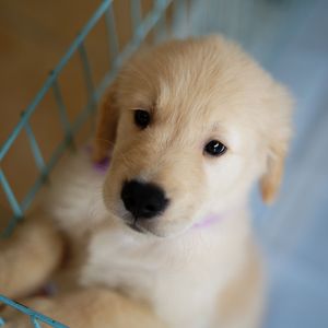 つぶらな瞳 _ FE50mm F1.8