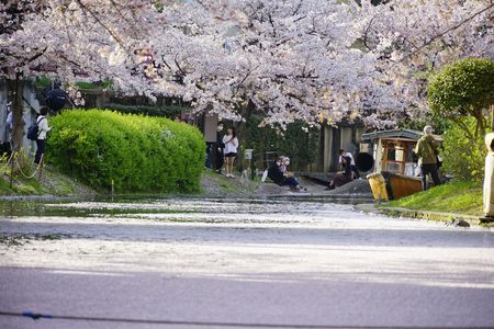 桜2023 伏見〜岡崎に行きました