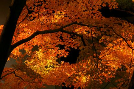 横浜三渓園の秋