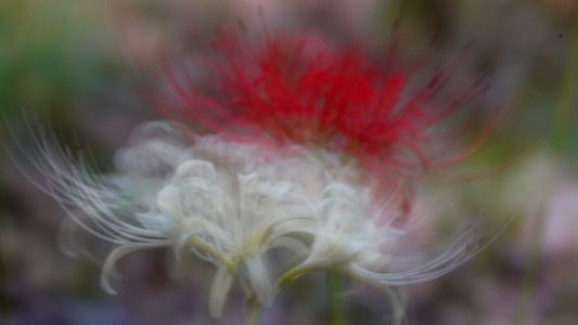 幻想花（４枚）