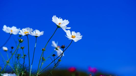 アキザクラ（４枚）