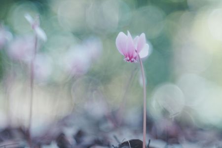 儚くも美しい（３枚）